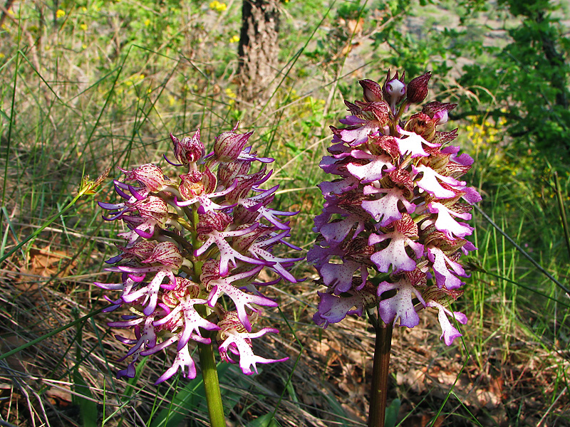 Image of Orchis &times; angusticruris specimen.