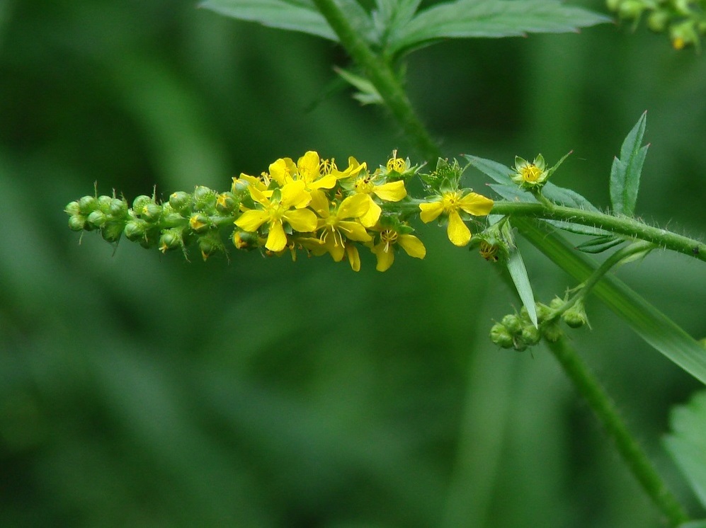 Image of Agrimonia pilosa specimen.