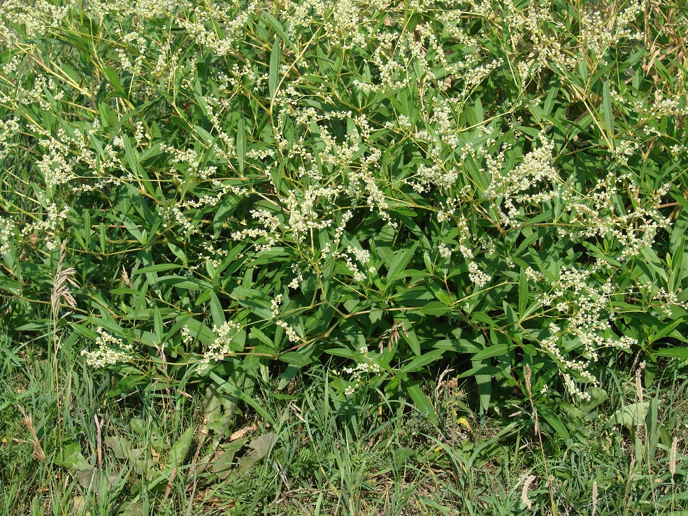 Изображение особи Aconogonon divaricatum.