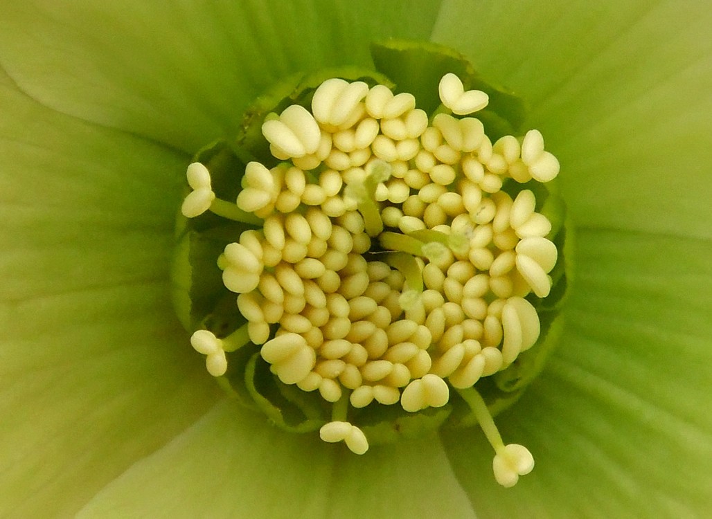 Image of Helleborus caucasicus specimen.