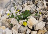 Potentilla gelida