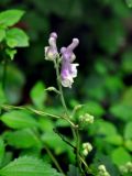 Aconitum alboviolaceum. Верхушка побега с соцветием. Приморье, Хасанский р-н, остров Фуругельма, опушка широколиственного леса. 16.08.2015.