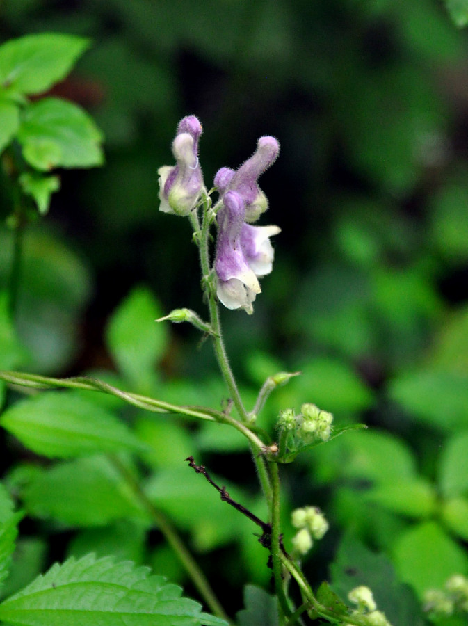 Image of Aconitum alboviolaceum specimen.