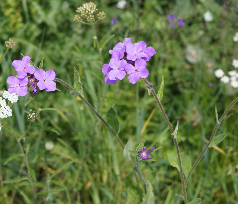 Image of Hesperis sibirica specimen.