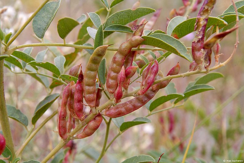 Изображение особи Glycyrrhiza glabra.