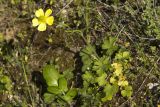 Ranunculus creticus