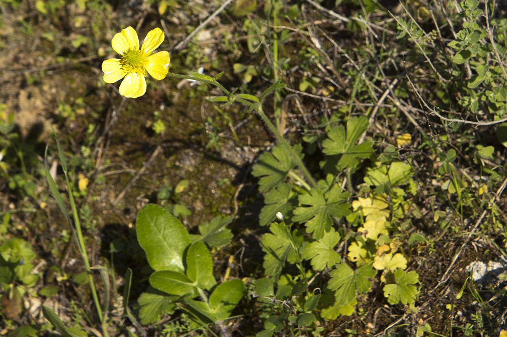 Image of Ranunculus creticus specimen.
