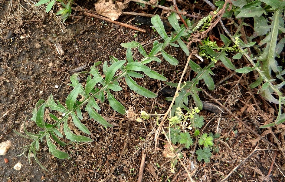 Image of Centaurea scabiosa specimen.