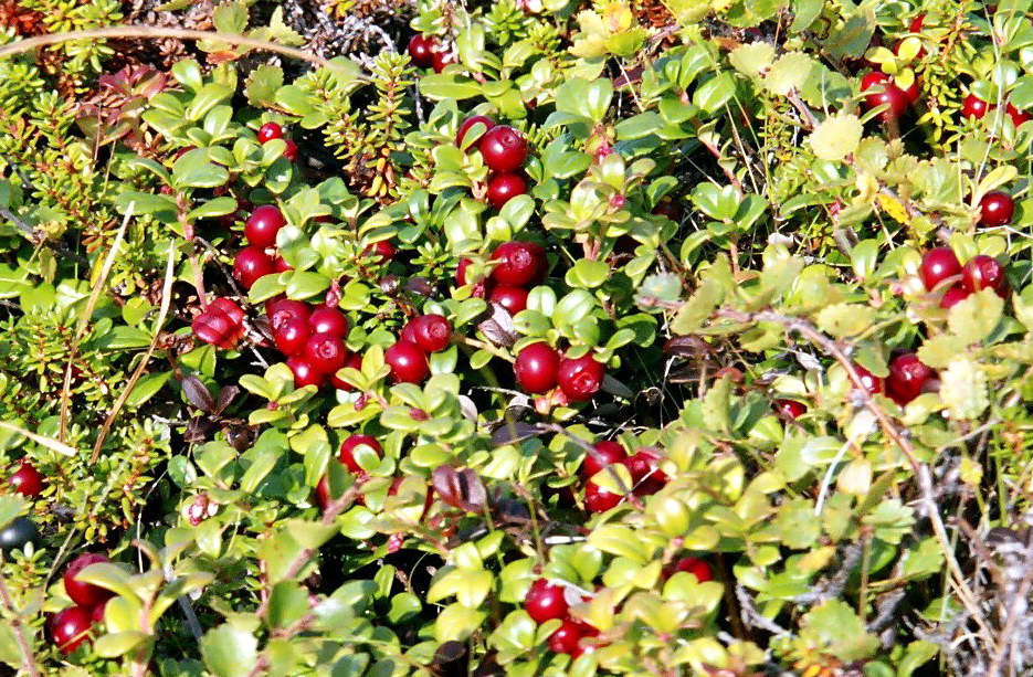 Image of Vaccinium vitis-idaea var. minus specimen.