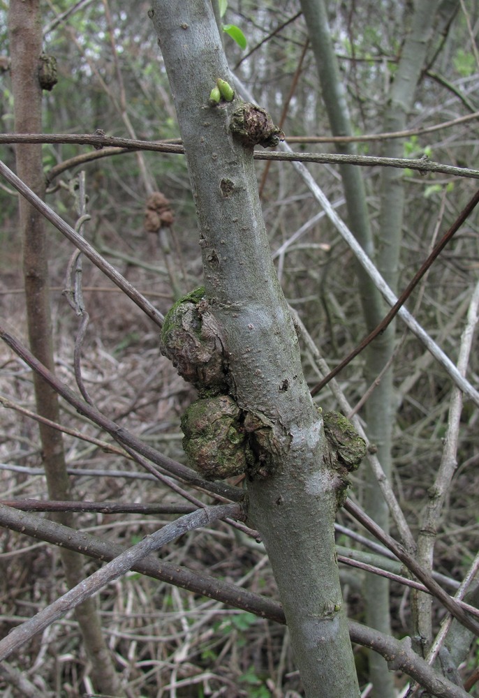 Image of Salix cinerea specimen.