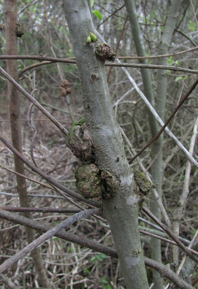 Изображение особи Salix cinerea.