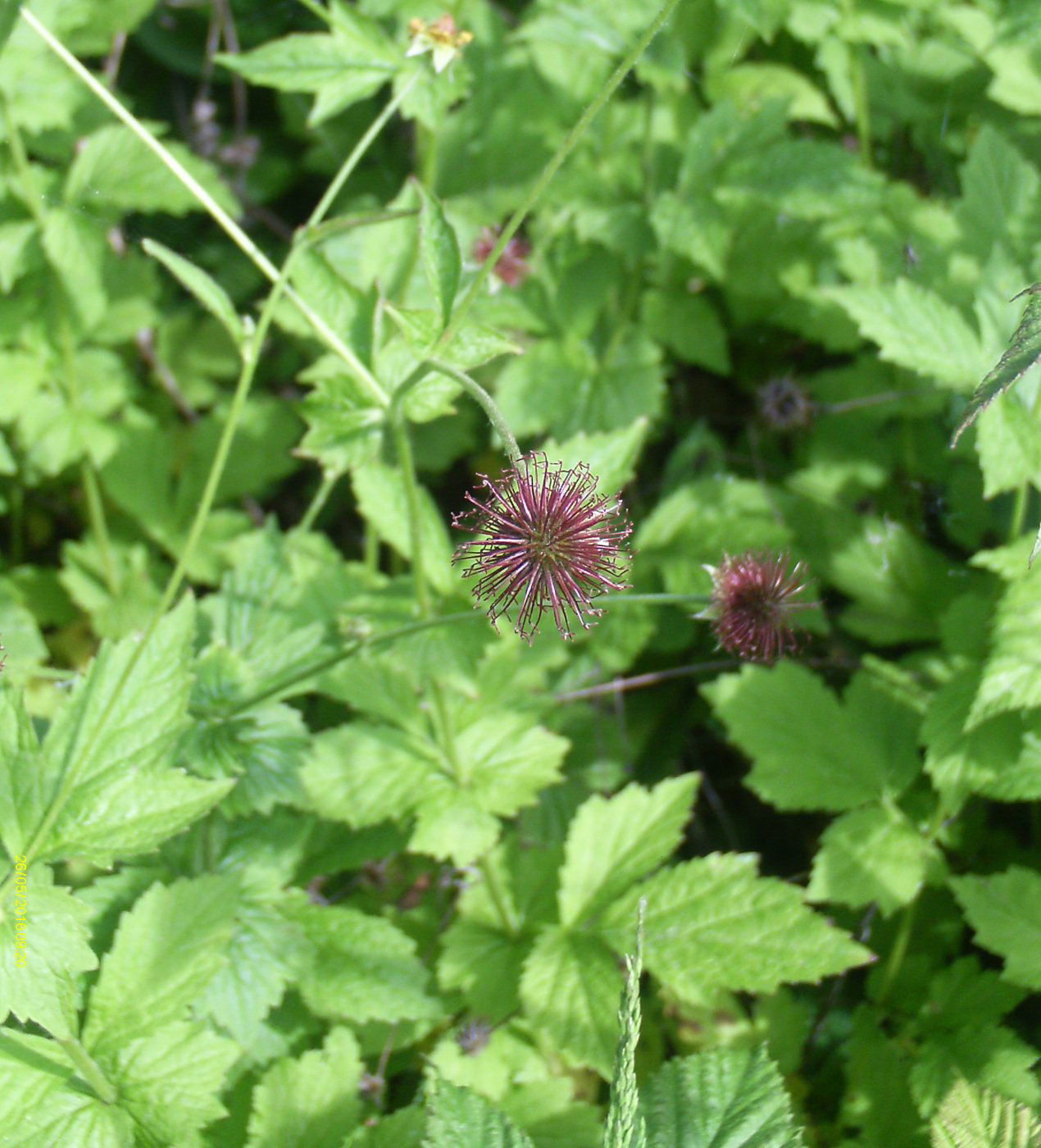 Image of Geum urbanum specimen.