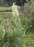 Veratrum