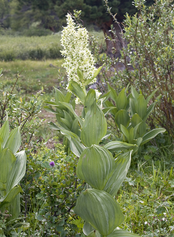 Изображение особи род Veratrum.