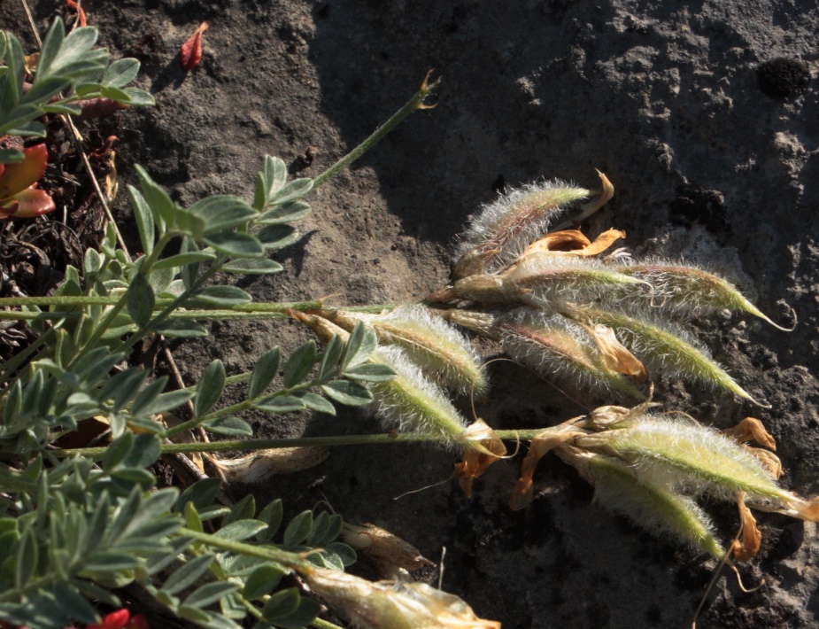 Image of Astragalus depauperatus specimen.