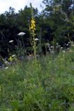 Agrimonia eupatoria. Верхушка цветущего растения. Татарстан, восточный склон Приволжской возв. на берегу Куйбышевского вдхр. в р-не устья р. Кама, луг. 04.07.2006.