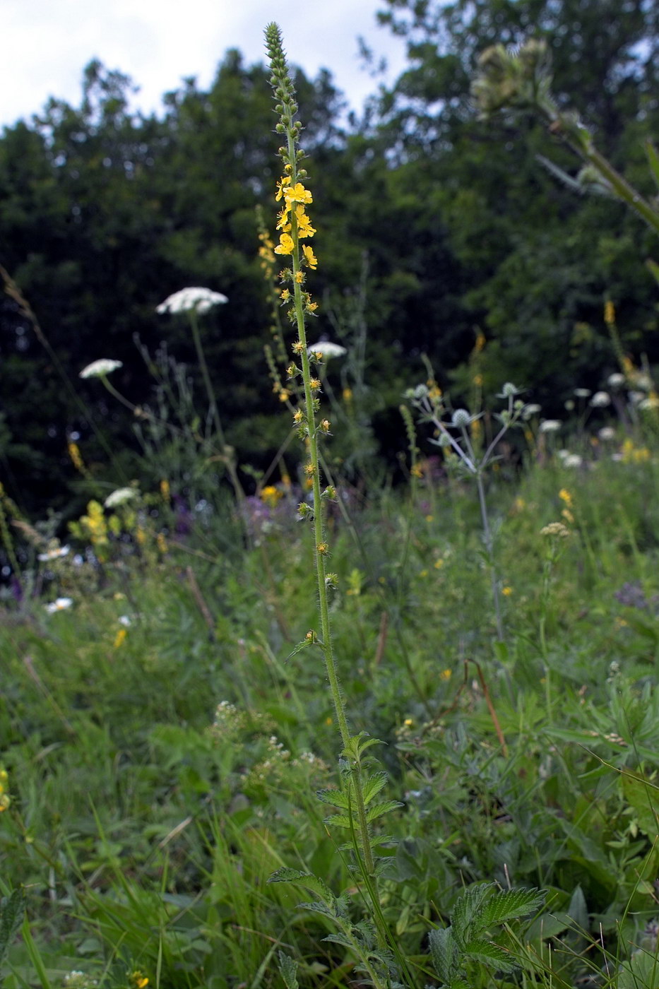 Image of Agrimonia eupatoria specimen.