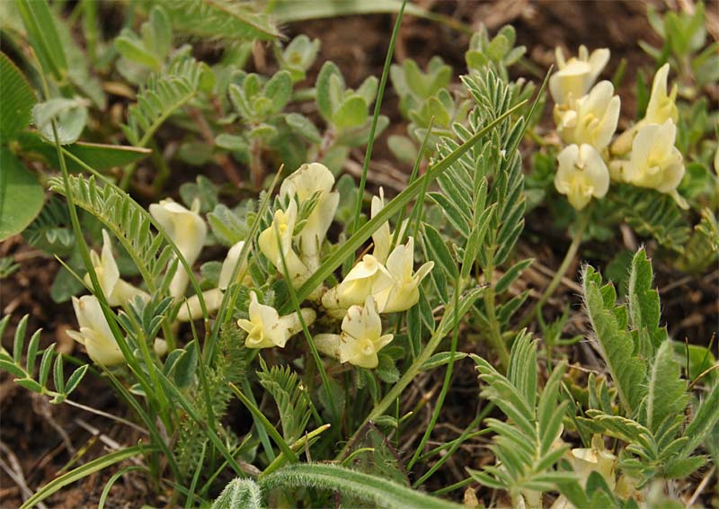 Изображение особи Astragalus resupinatus.