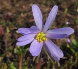 Anemone caucasica. Цветок. Адыгея, Кавказский биосферный заповедник, Фишт-Оштенский массив, ур. Яворова Поляна, выс. ≈ 1600 м н.у.м., на месте недавно стаявшего снежника. 12.06.2016.