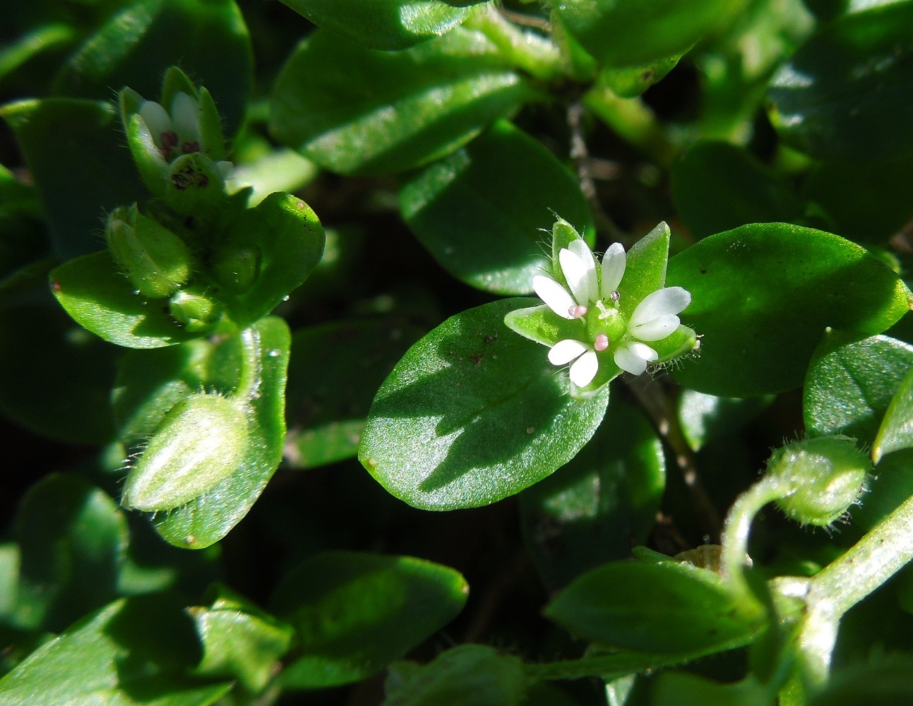 Image of Stellaria media specimen.