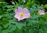 Rosa canina