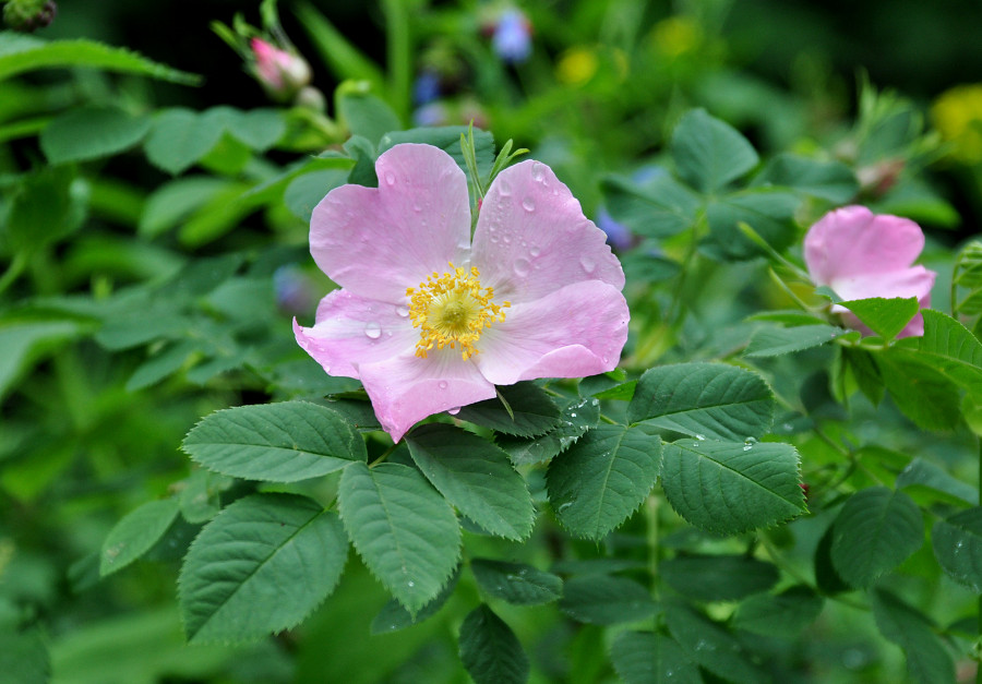 Изображение особи Rosa canina.