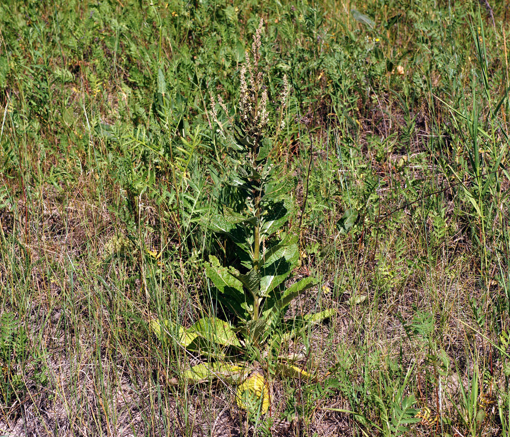 Image of Verbascum lychnitis specimen.