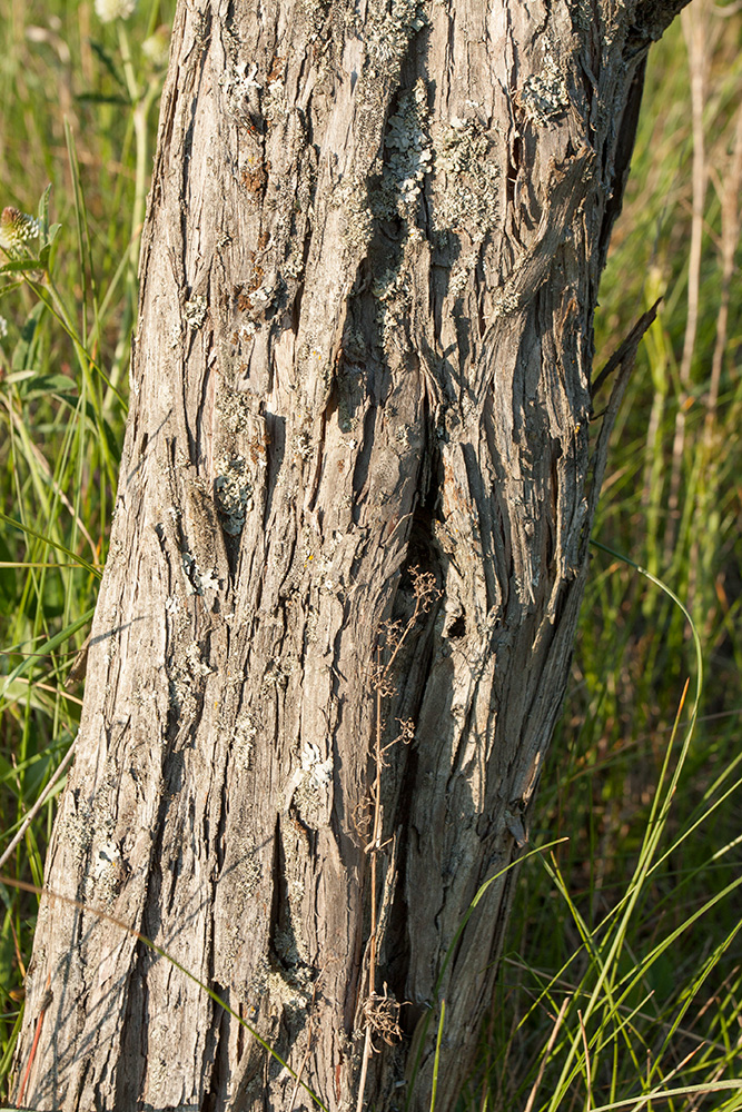 Image of Juniperus communis specimen.