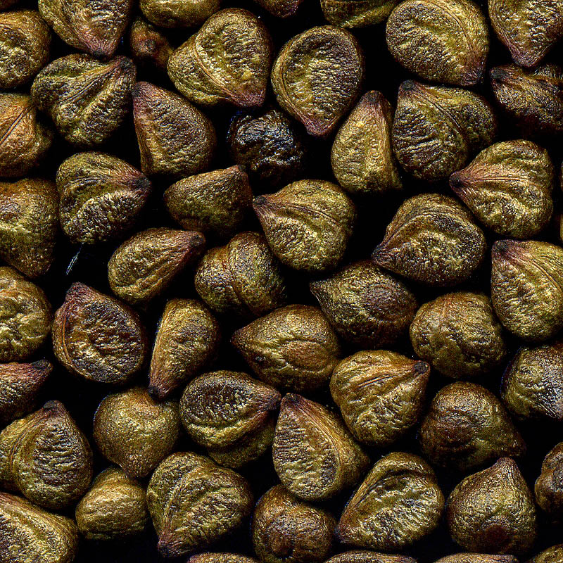 Image of Parthenocissus quinquefolia specimen.