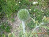 Echinops