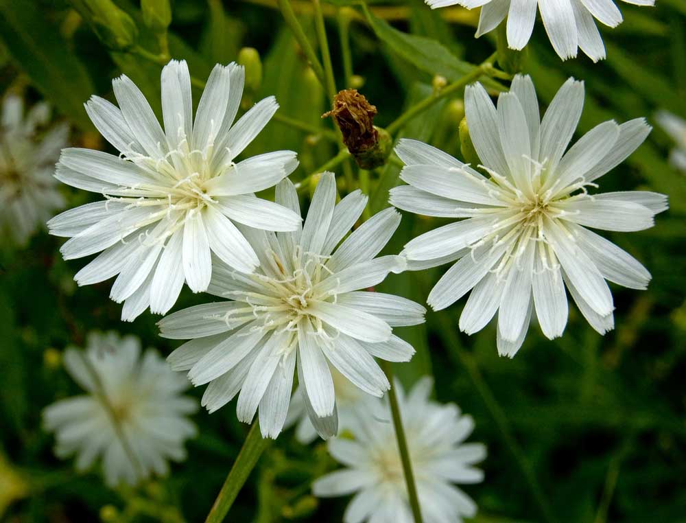 Image of Lactuca tatarica specimen.