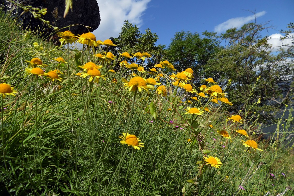 Изображение особи Anthemis tinctoria.