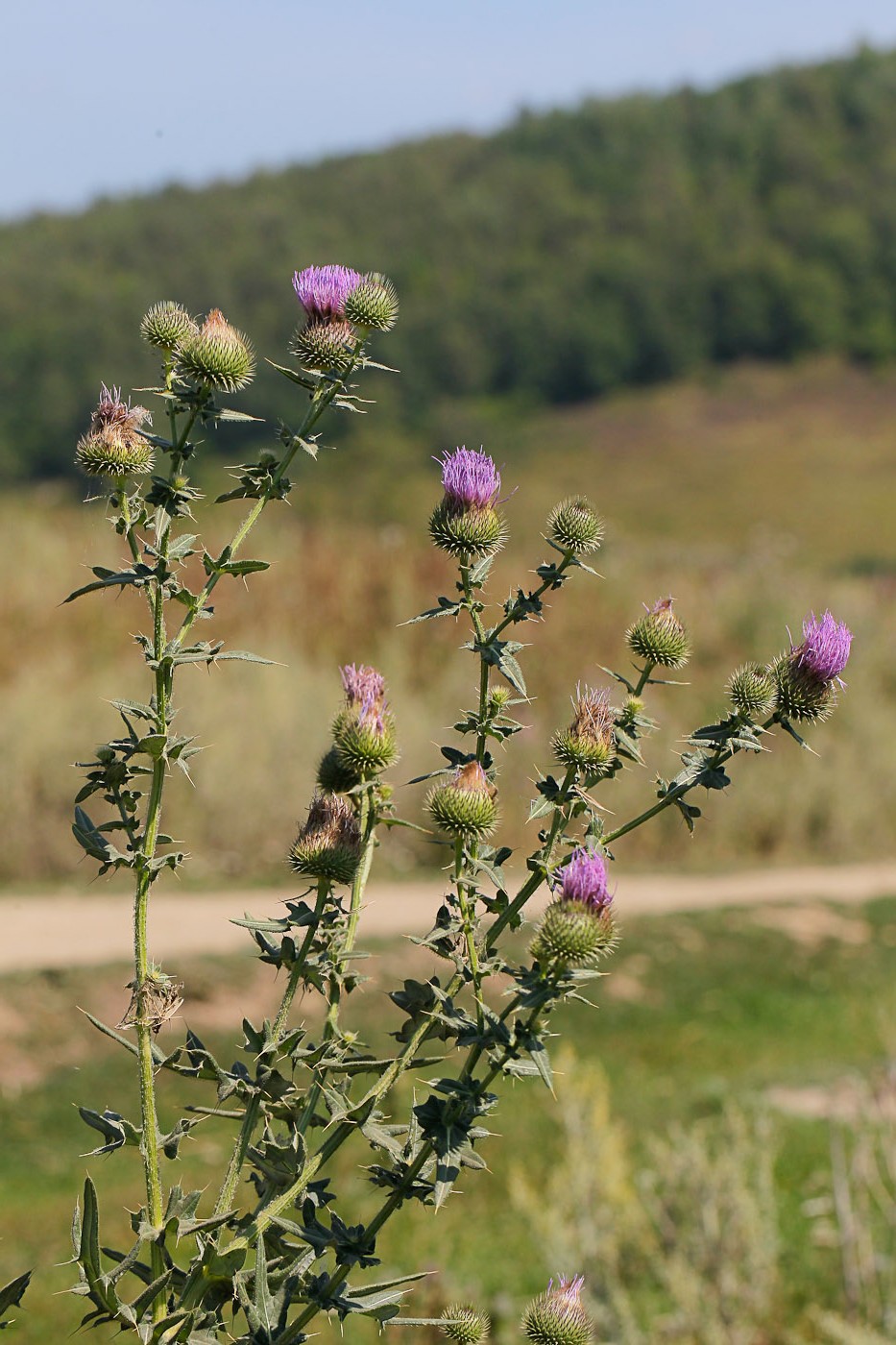 Image of Cirsium serrulatum specimen.