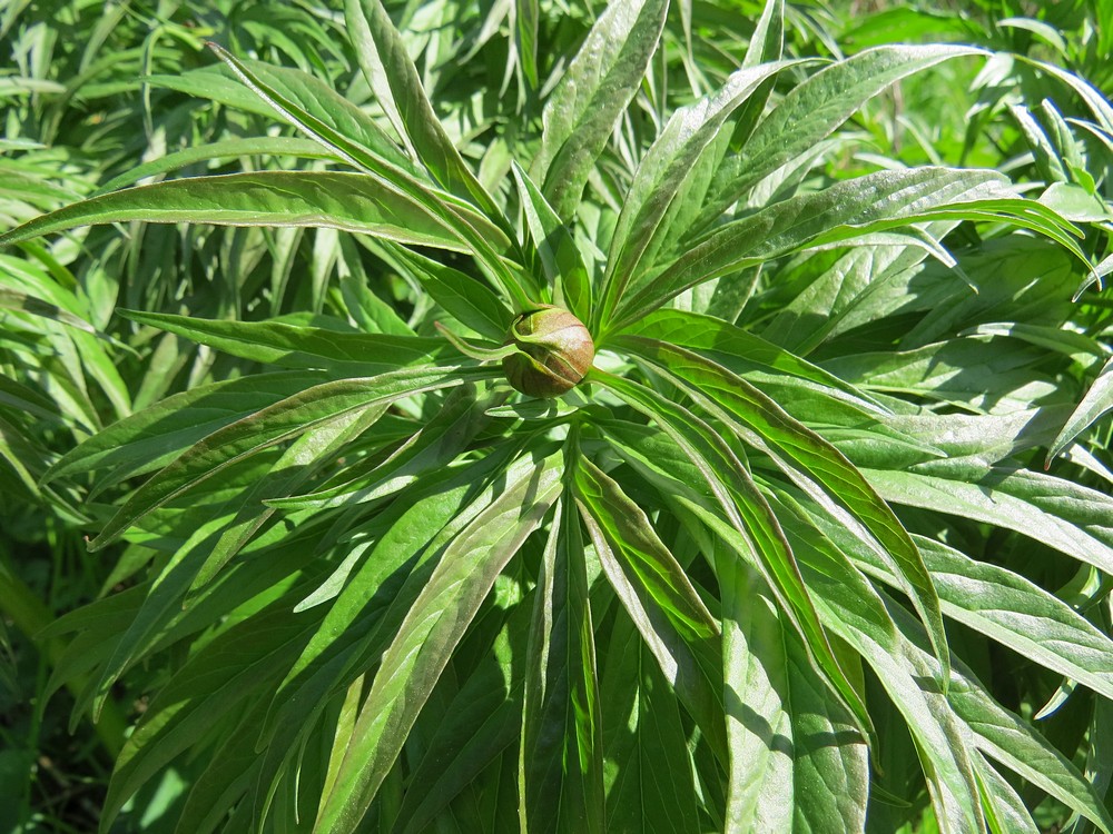Image of Paeonia anomala specimen.