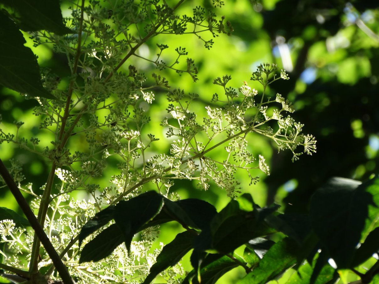 Image of Aralia elata specimen.