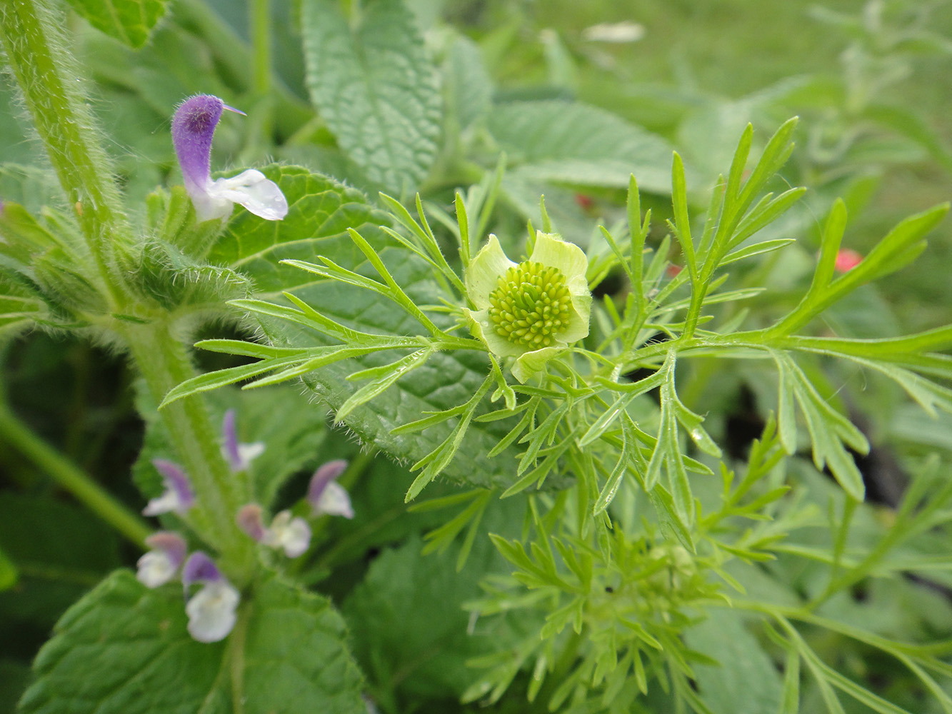 Изображение особи Nigella sativa.