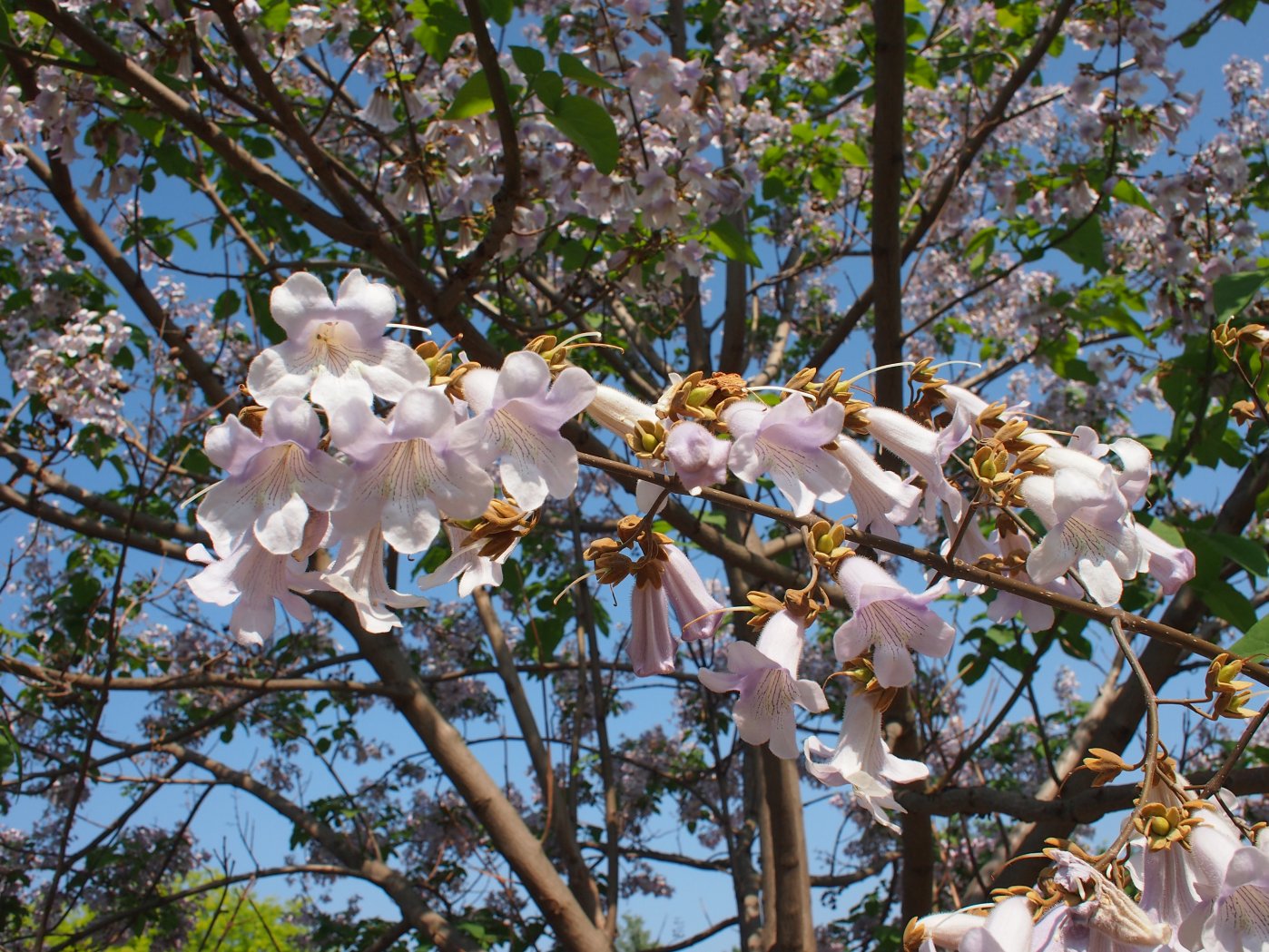 Image of Paulownia tomentosa specimen.