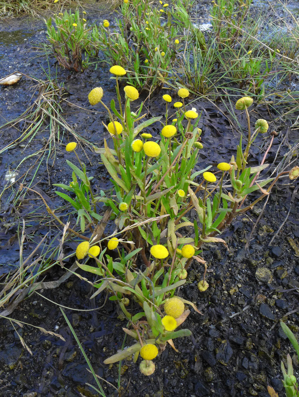 Image of Cotula coronopifolia specimen.