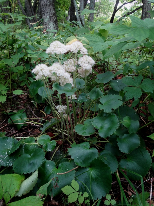 Изображение особи Micranthes manchuriensis.