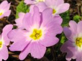 Primula vulgaris