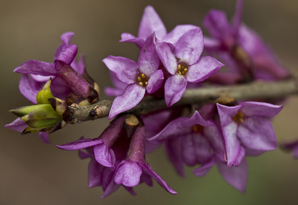 Image of Daphne mezereum specimen.