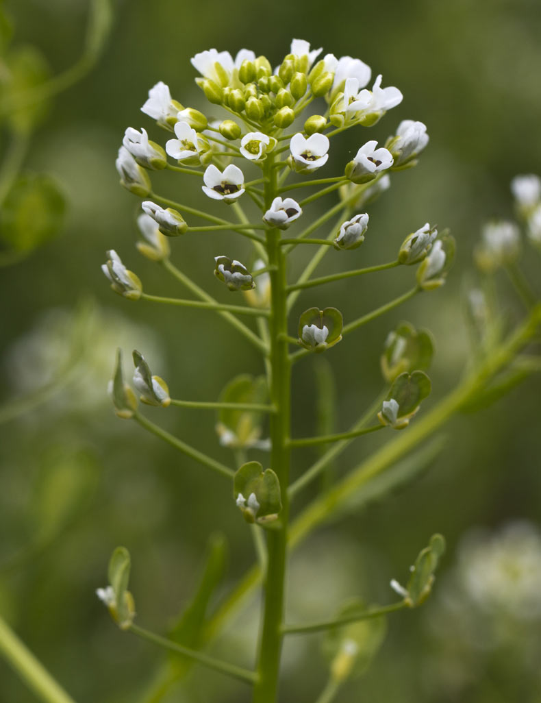 Image of Thlaspi arvense specimen.