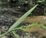 Persicaria minor. Часть генеративного побега; виден лист снизу. Краснодарский край, Абинский р-н, станица Холмская, берег р. Хабль. 17.09.2016.