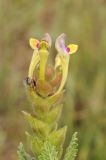 Scutellaria subcaespitosa