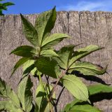 Sambucus manshurica. Верхушка побега (видна нижняя сторона листьев). Амурская обл., Бурейский р-н, с. Виноградовка, в культуре. 16.07.2016.