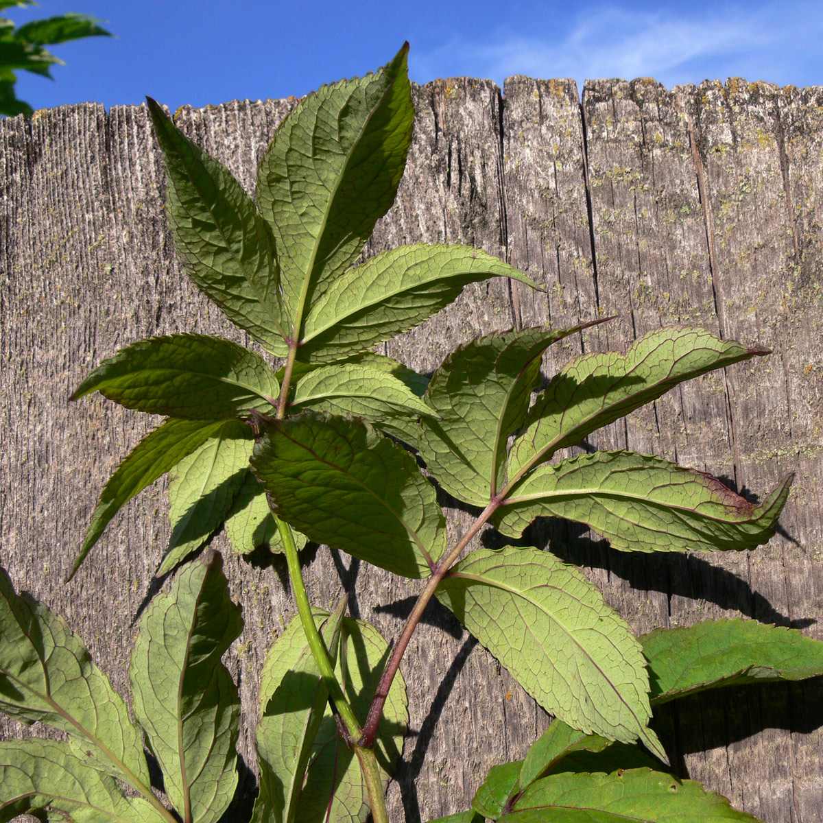 Image of Sambucus manshurica specimen.