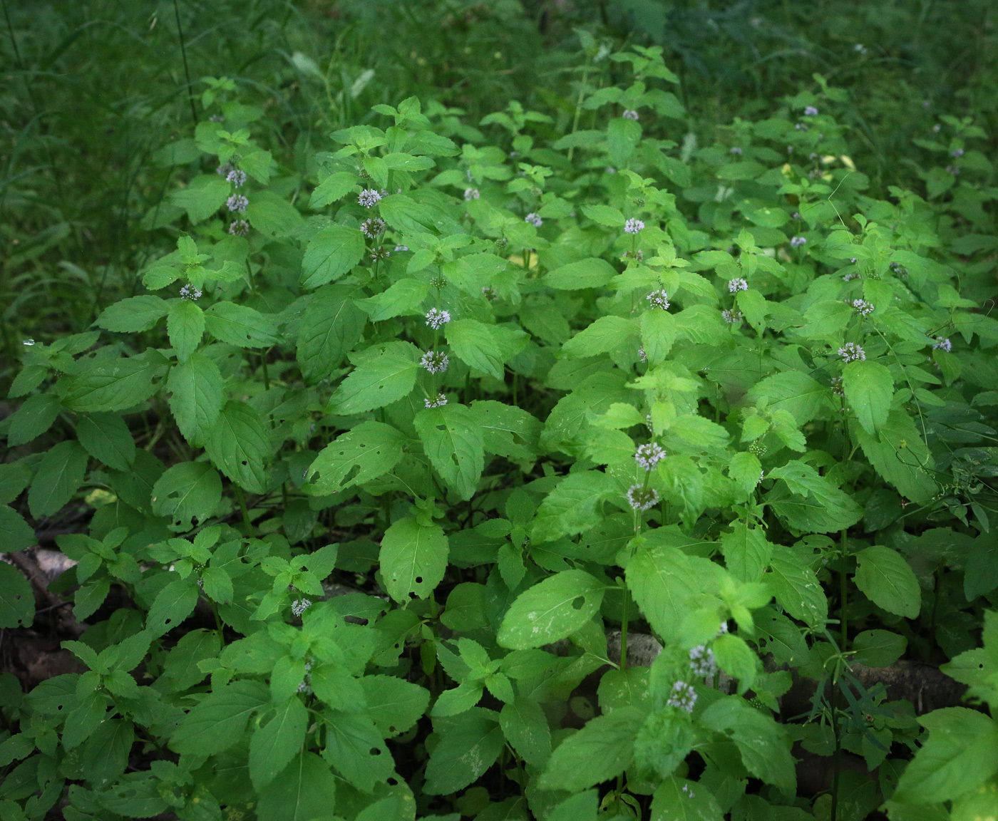 Image of Mentha arvensis specimen.