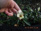 genus Viola. Цветущее растение. Тверская обл., Весьегонск, в культуре. 20 октября 2013 г.