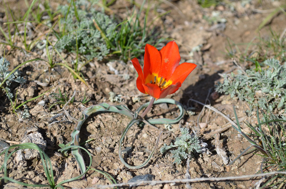 Image of Tulipa ostrowskiana specimen.