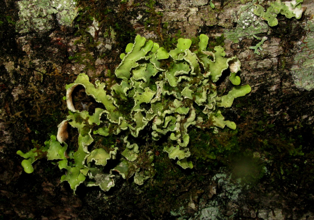 Image of Allocetraria oakesiana specimen.